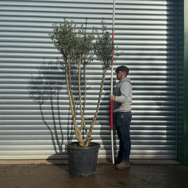 Homepage 4 Trendy Multi-Stem Mature Olive Fruit Tree Specimen 20587