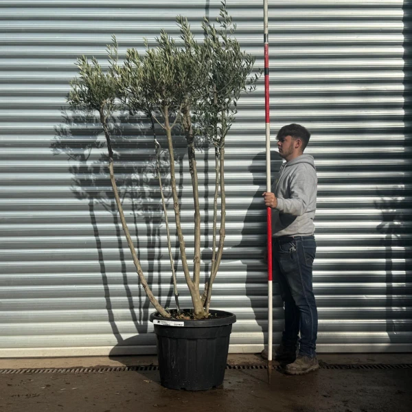 Homepage 5 Trendy Multi-Stem Mature Olive Fruit Tree Specimen 20588