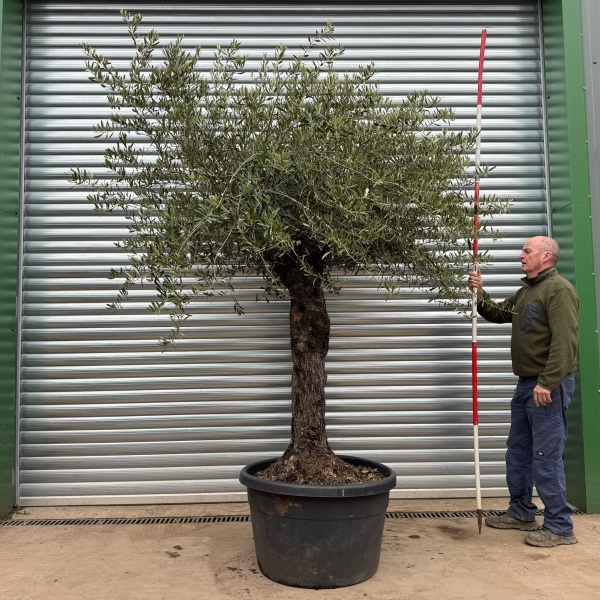 Homepage 5 Fantastic Specimen Olive Fruit Tree 20617