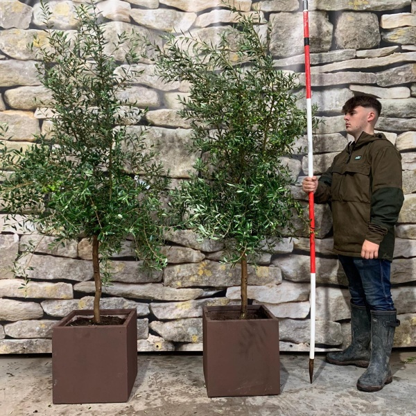 Super Mature DUO of Olive Fruit Trees with our 40cm Quality Fibre Clay Cubes 20740 41v