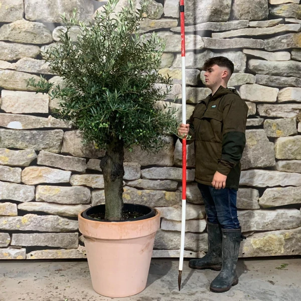 Super Mature Olive Fruit Tree with our 60cm Quality Terracotta 20742v