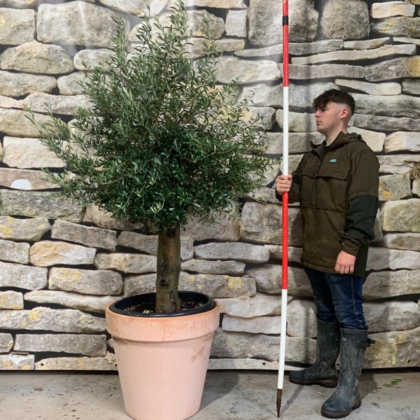 Super Mature Olive Fruit Tree with our 60cm Quality Terracotta 20743