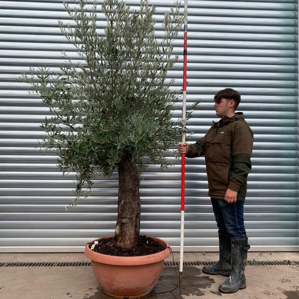 Super Specimen Olive Fruit Tree in our Bowl Format 20744