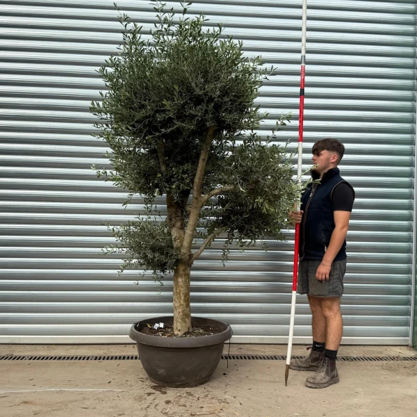 Architectural Branched and Shaped Feature Specimen Olive Fruit Tree in our Bowl Format 20372
