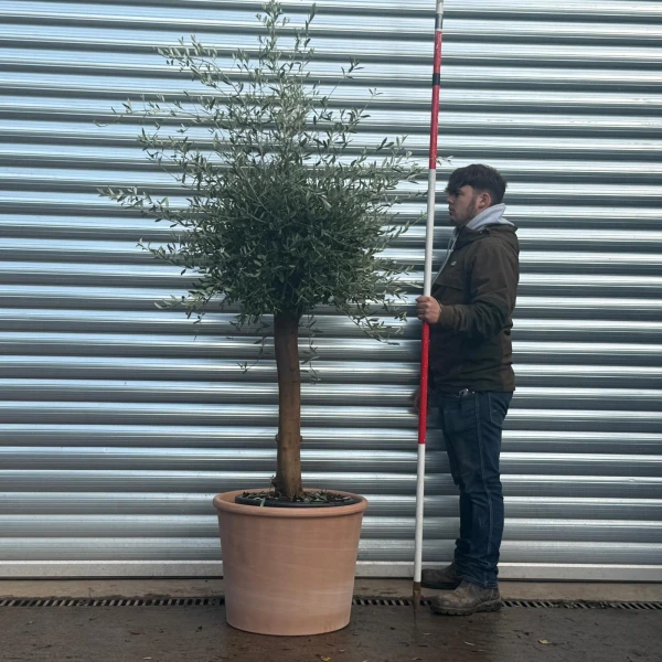 Super Rome Olive Fruit Tree with our 55cm Quality Terracotta (V)