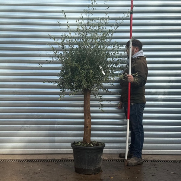 Super Mature Rome Specimen