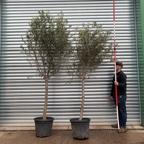 The Windsor Mature Olive Fruit Tree Specimen Buy One Get One Free! 20621 22