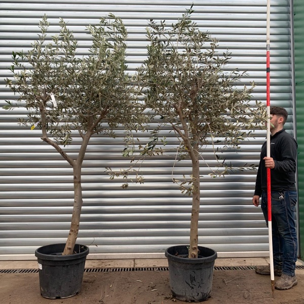 The Windsor Mature Olive Fruit Tree Specimen Buy One Get One Free! 20623 24