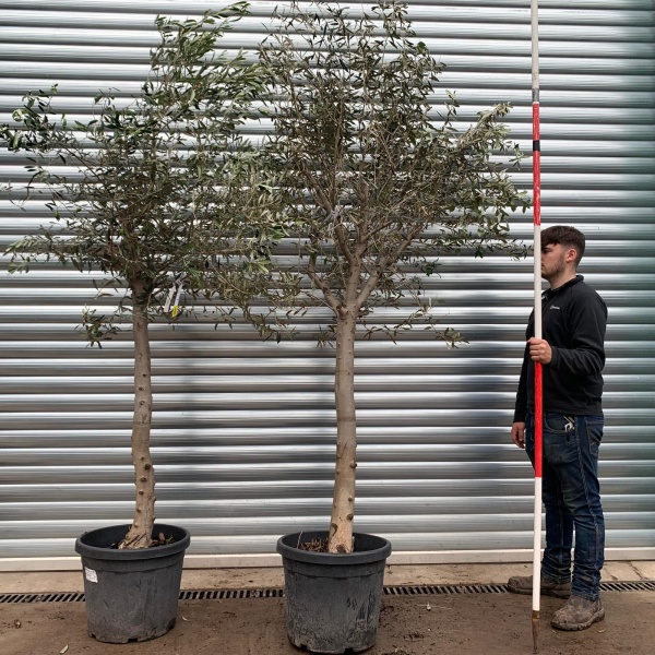 The Windsor Mature Olive Fruit Tree Specimen Buy One Get One Free! 20626 27