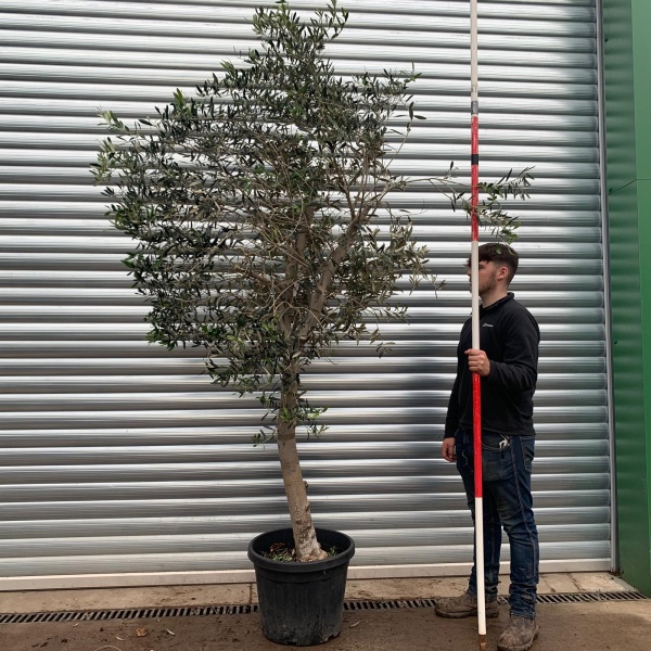 The Windsor Mature Olive Fruit Tree Specimen with Light Open Crown 20630