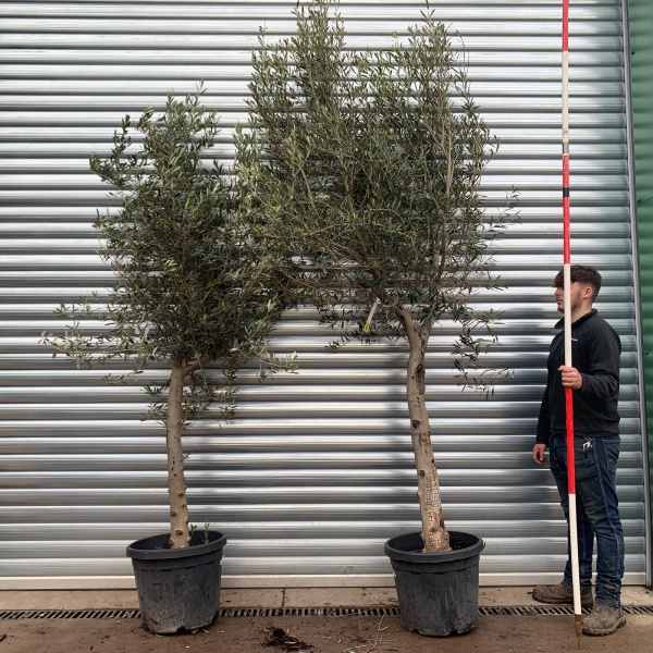 The Windsor Mature Olive Fruit Tree Specimen Buy One Get One Free! 20631 32
