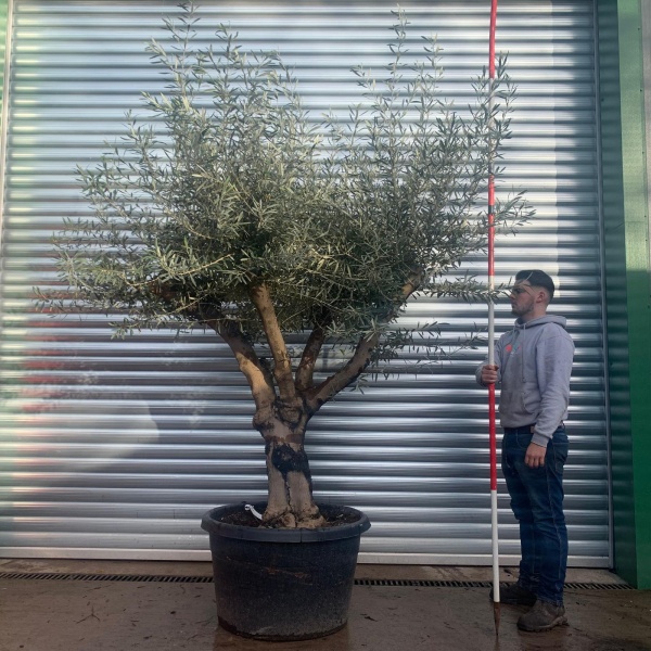 Lovely Branched Specimen Olive Fruit Tree 20643
