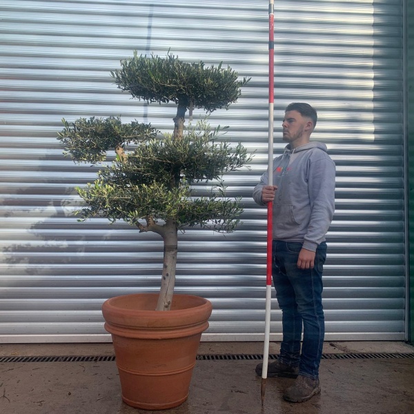 Super Cloud Specimen Olive Fruit Tree with our Tuscan Handmade 60cm Terracotta 20644v