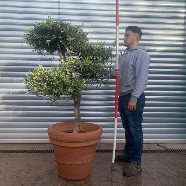 Super Cloud Specimen Olive Fruit Tree with our Tuscan Handmade 60cm Terracotta 20645v
