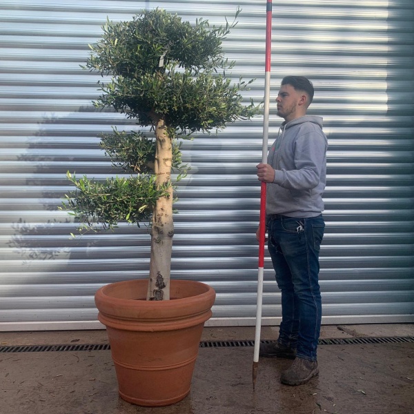 Super Cloud Specimen Olive Fruit Tree with our Tuscan Handmade 60cm Terracotta 20646v