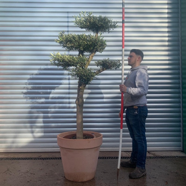 Super Branched Cloud Specimen Olive Fruit Tree with our 60cm Terracotta 20647v