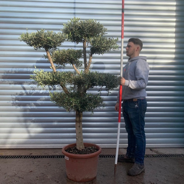 Beautiful Branched Cloud Specimen Olive Fruit Tree 20648