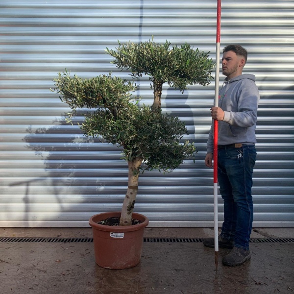 Super Branched Cloud Specimen Olive Fruit Tree 20649