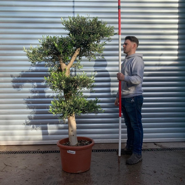 Super Branched Cloud Specimen Olive Fruit Tree 20650