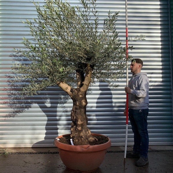 Super Branched Specimen Olive Fruit Tree 20651