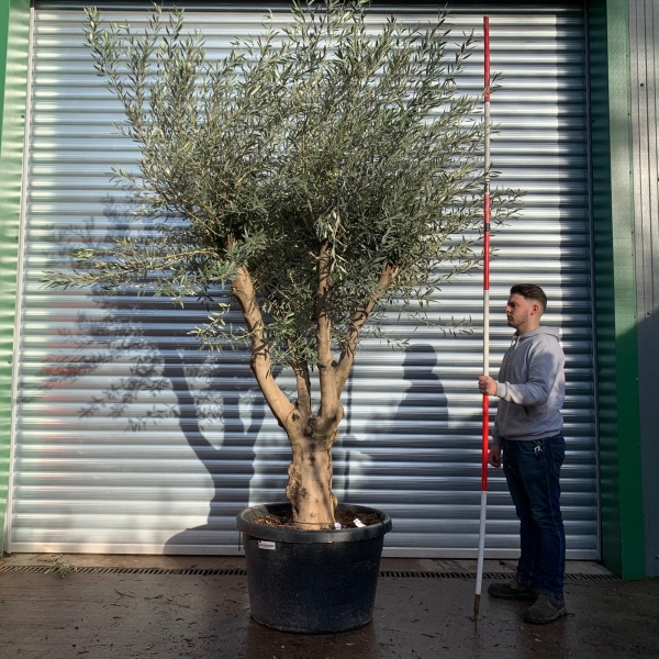 Super Branched Specimen Olive Fruit Tree 20652