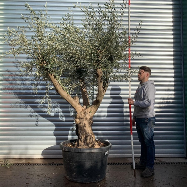 Amazing Twisted Branched Specimen Olive Fruit Tree 20653