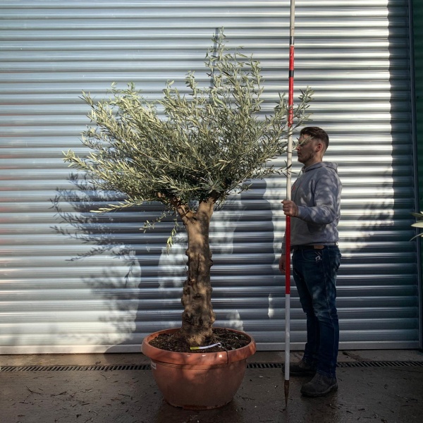 Lovely Specimen Olive Fruit Tree 20654