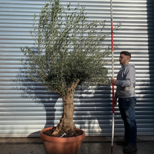 Lovely Specimen Olive Fruit Tree 20655