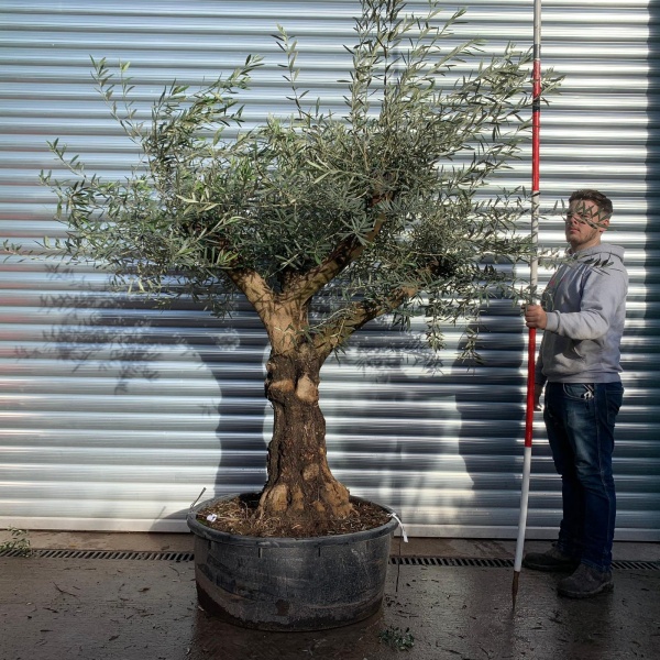 Wonderful Branched Specimen Olive Fruit Tree 20656
