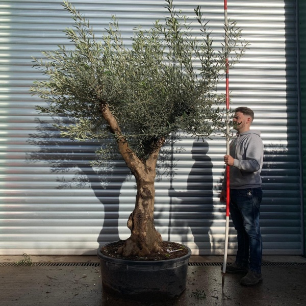 Super Branched Specimen Olive Fruit Tree 20657