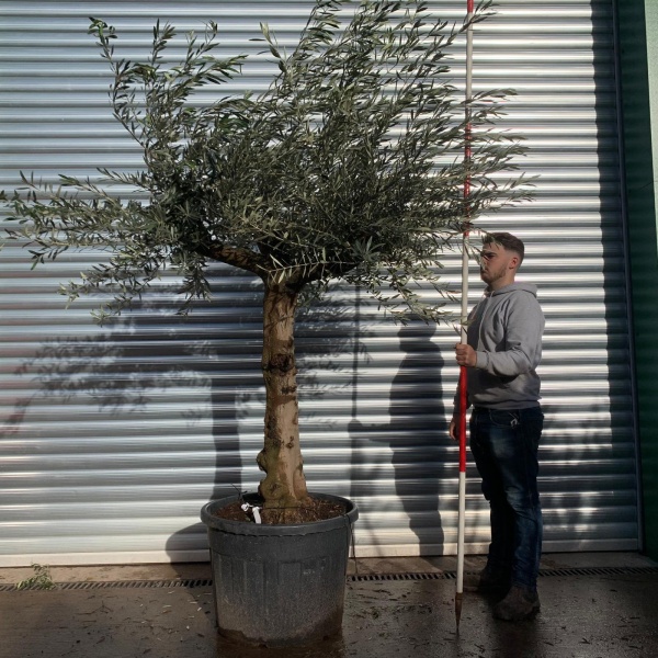 Lovely Specimen Olive Fruit Tree 20659