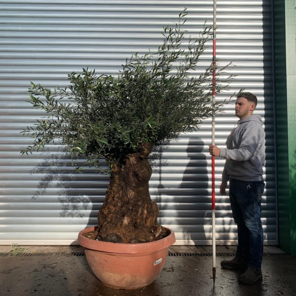 Amazing Old Specimen Olive Fruit Tree Pruned Ready for Spring growth 20660