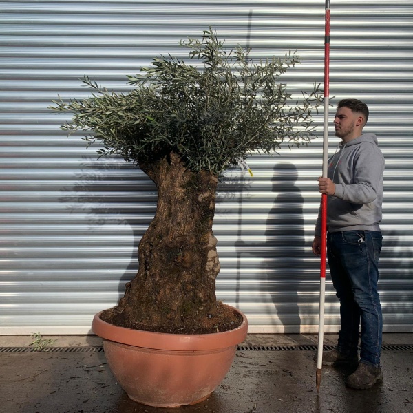 Amazing Old Specimen Olive Fruit Tree Pruned Ready for Spring growth 20661