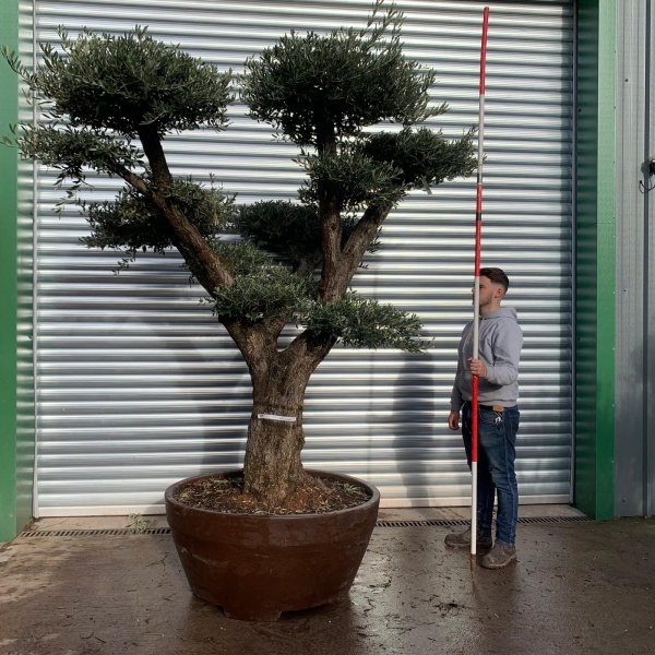 Spectacular Branched Cloud Specimen Olive Fruit Tree 20662