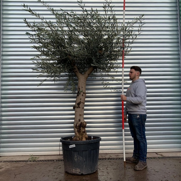 Lovely Specimen Olive Fruit Tree 20663