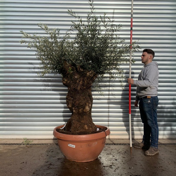 Amazing Old Specimen Olive Fruit Tree Pruned Ready for Spring growth 20664