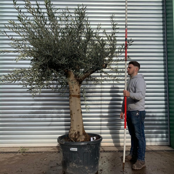 Lovely Specimen Olive Fruit Tree 20665