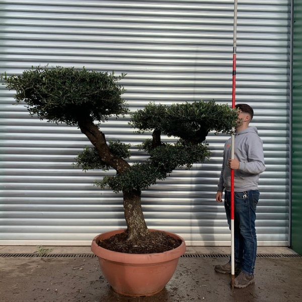 Wonderful Branched Cloud Specimen Olive Fruit Tree 20667