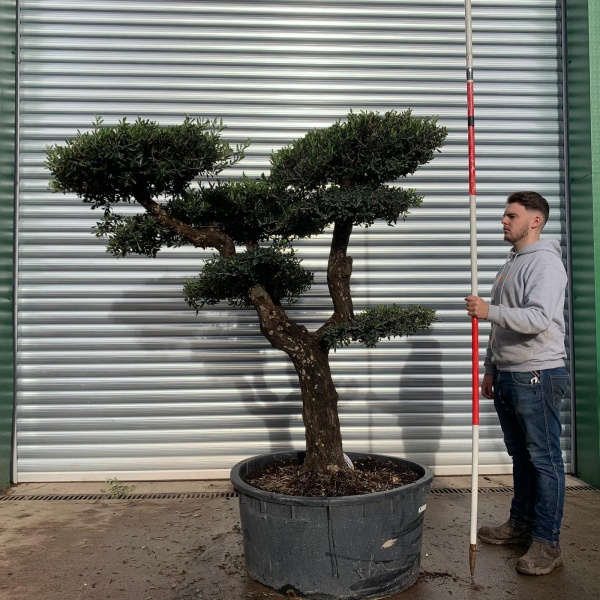 Wonderful Branched Cloud Specimen Olive Fruit Tree 20668