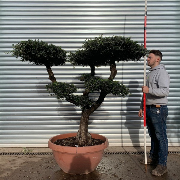 Wonderful Branched Cloud Specimen Olive Fruit Tree 20669