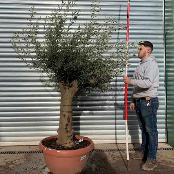 Lovely Specimen Olive Fruit Tree 20672
