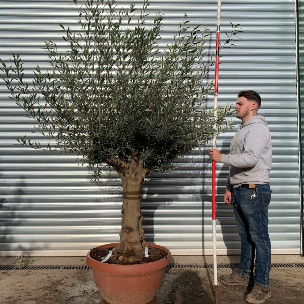 Super Branched Specimen Olive Fruit Tree 20673