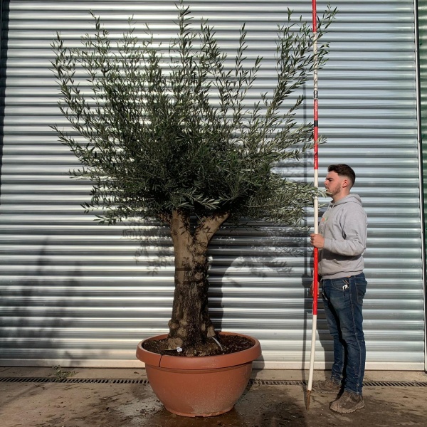 Super Branched Specimen Olive Fruit Tree 20674