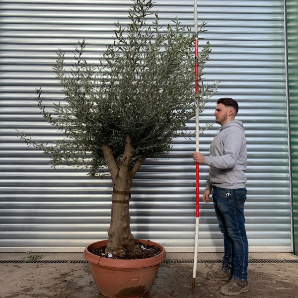 Super Branched Specimen Olive Fruit Tree 20675