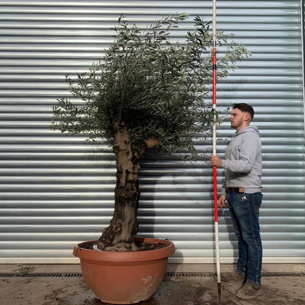 Super Specimen Olive Fruit Tree 20676