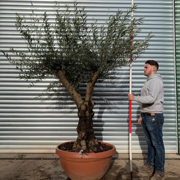 Beautiful Branched Specimen Olive Fruit Tree 20677