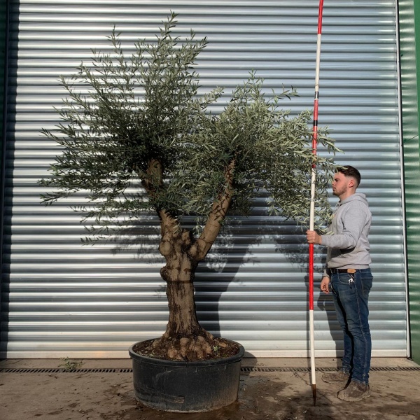 Beautiful Branched Specimen Olive Fruit Tree 20678