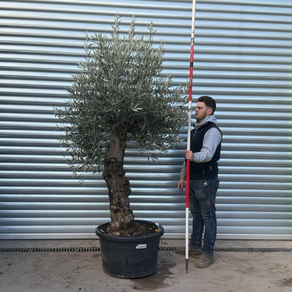 Lovely Specimen Olive Fruit Tree 20698