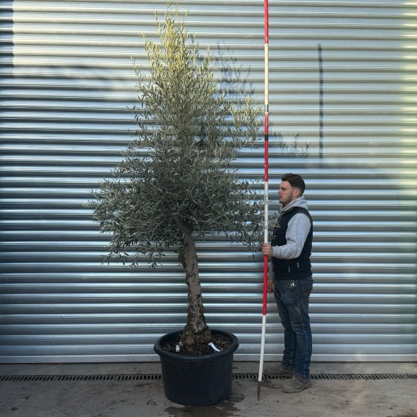 Lovely Specimen Olive Fruit Tree 20702