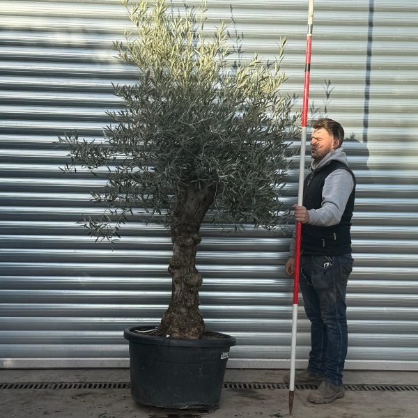 Beautiful Specimen Olive Fruit Tree 20705